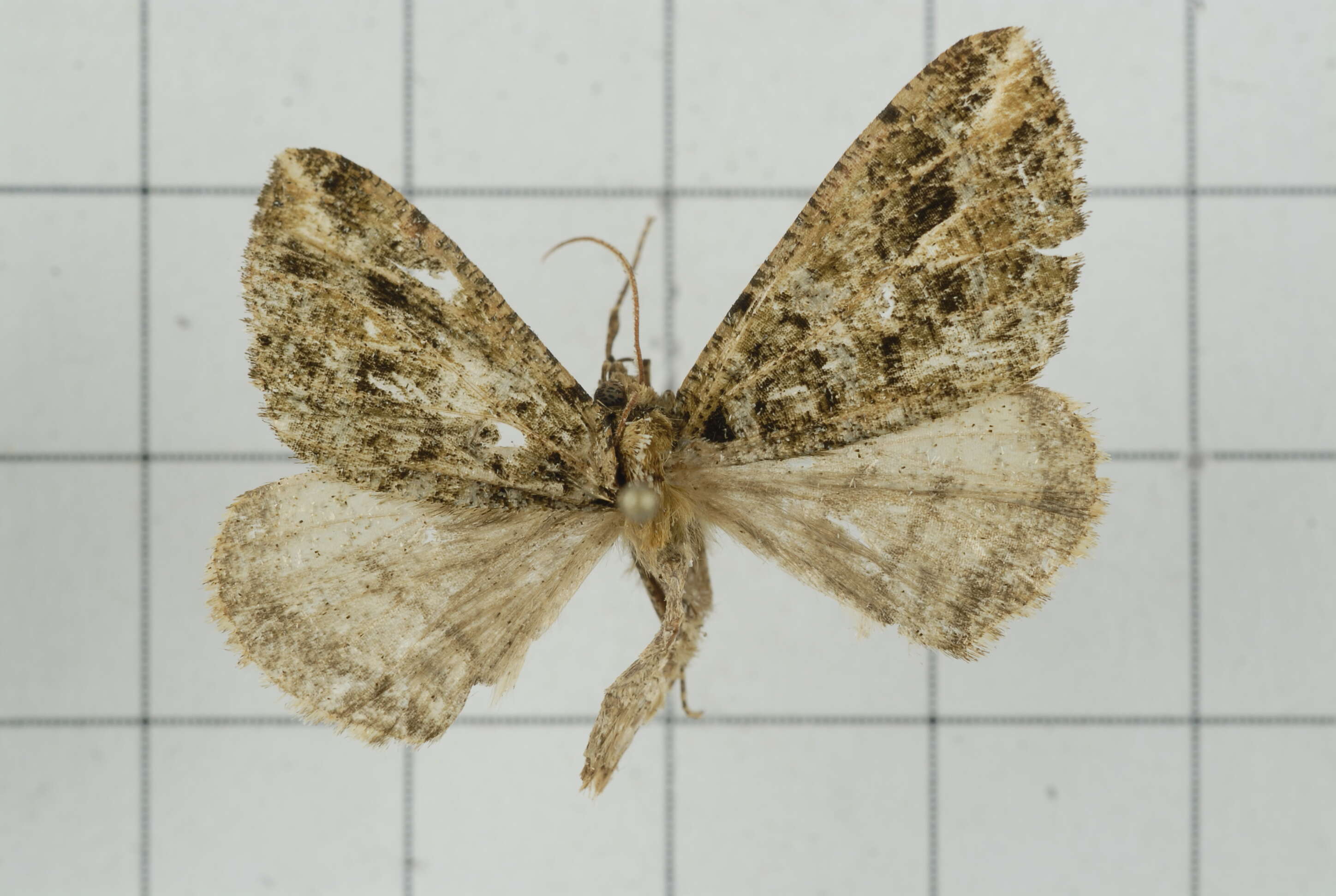 Image of Arichanna pryeraria Leech 1891