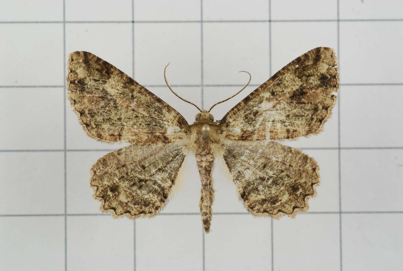 Image de Paradarisa comparataria Walker 1866