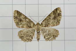 Image de Paradarisa comparataria Walker 1866