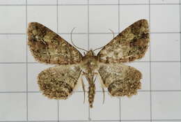 Image de Paradarisa comparataria Walker 1866