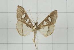 Imagem de Glyphodes crithealis Walker 1859