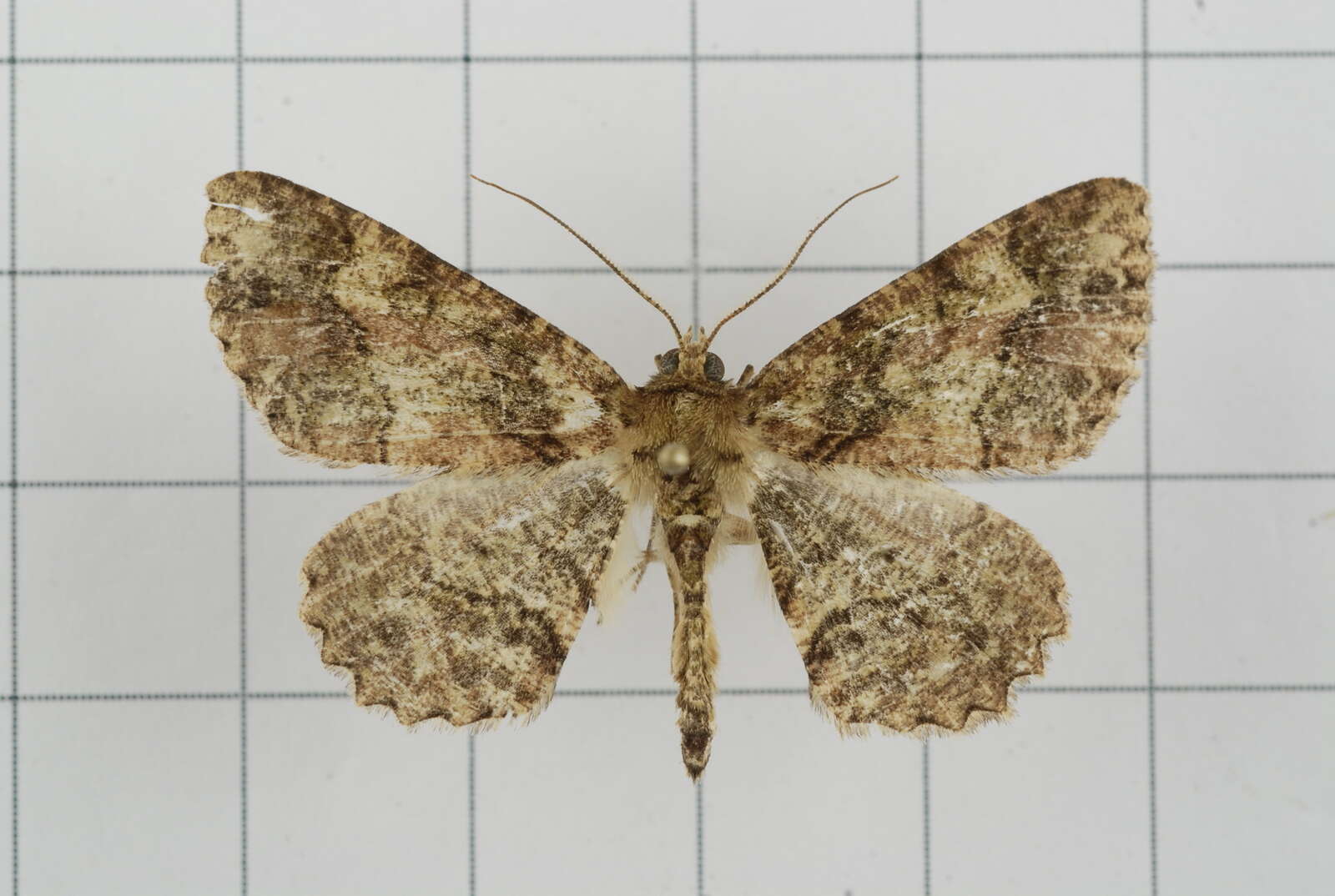 Image de Paradarisa comparataria Walker 1866