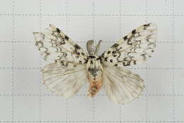 Image of Lymantria concolor Walker 1855