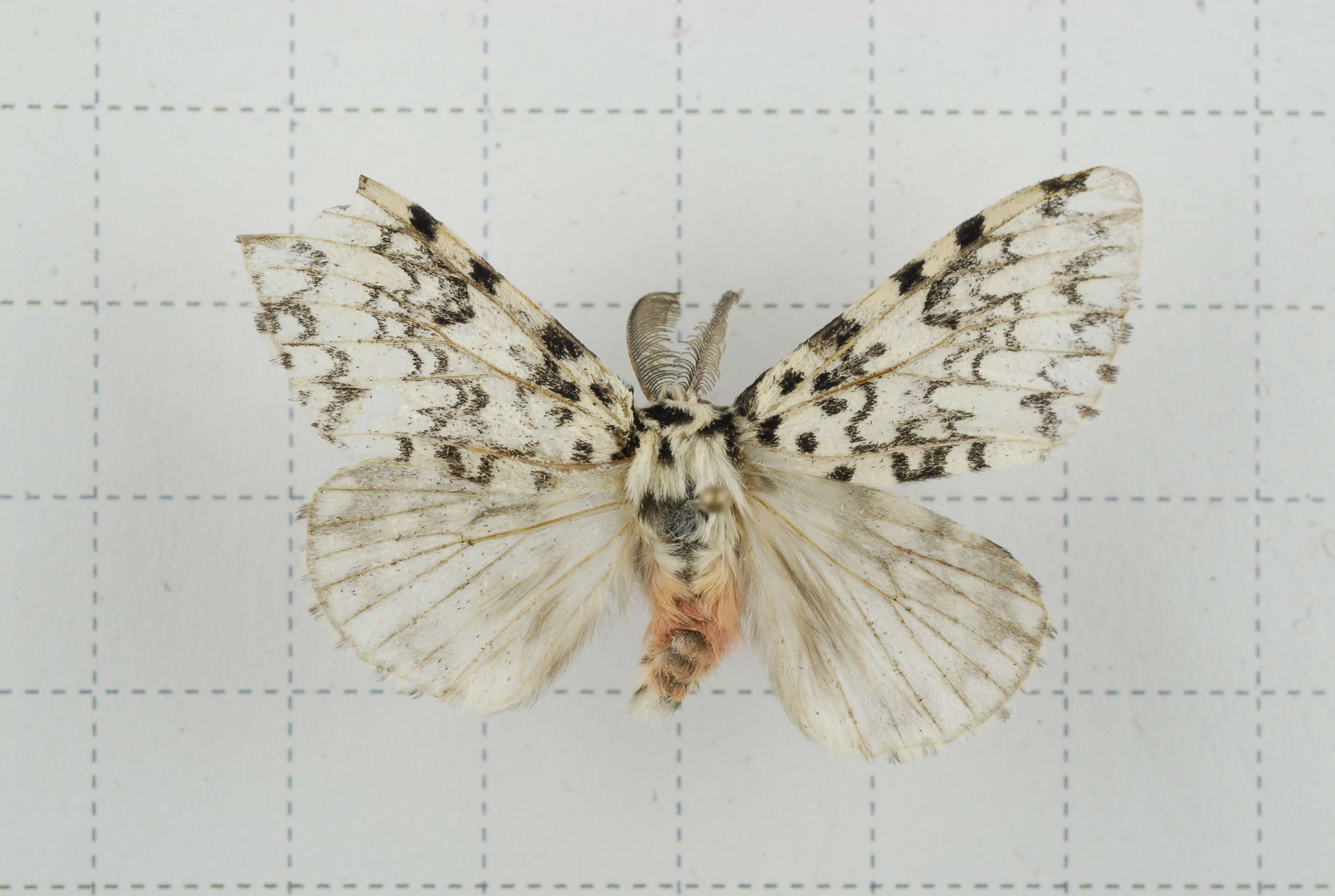 Image of Lymantria concolor Walker 1855