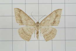 Image of Luxiaria mitorrhaphes Prout 1925