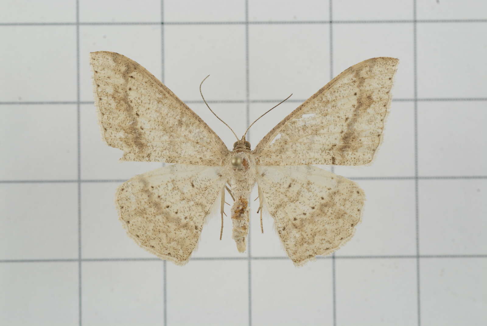 Image of Luxiaria mitorrhaphes Prout 1925