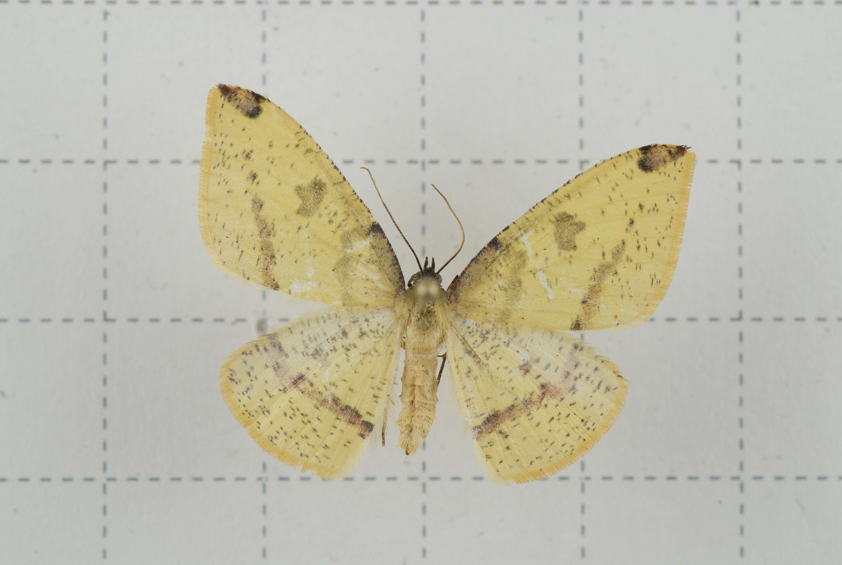 Image of Heterolocha biplagiata Bastelberger 1909