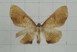 صورة Plagodis reticulata Warren 1893