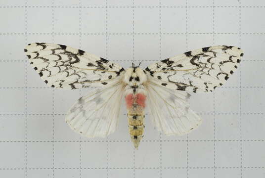 Image of Lymantria concolor Walker 1855