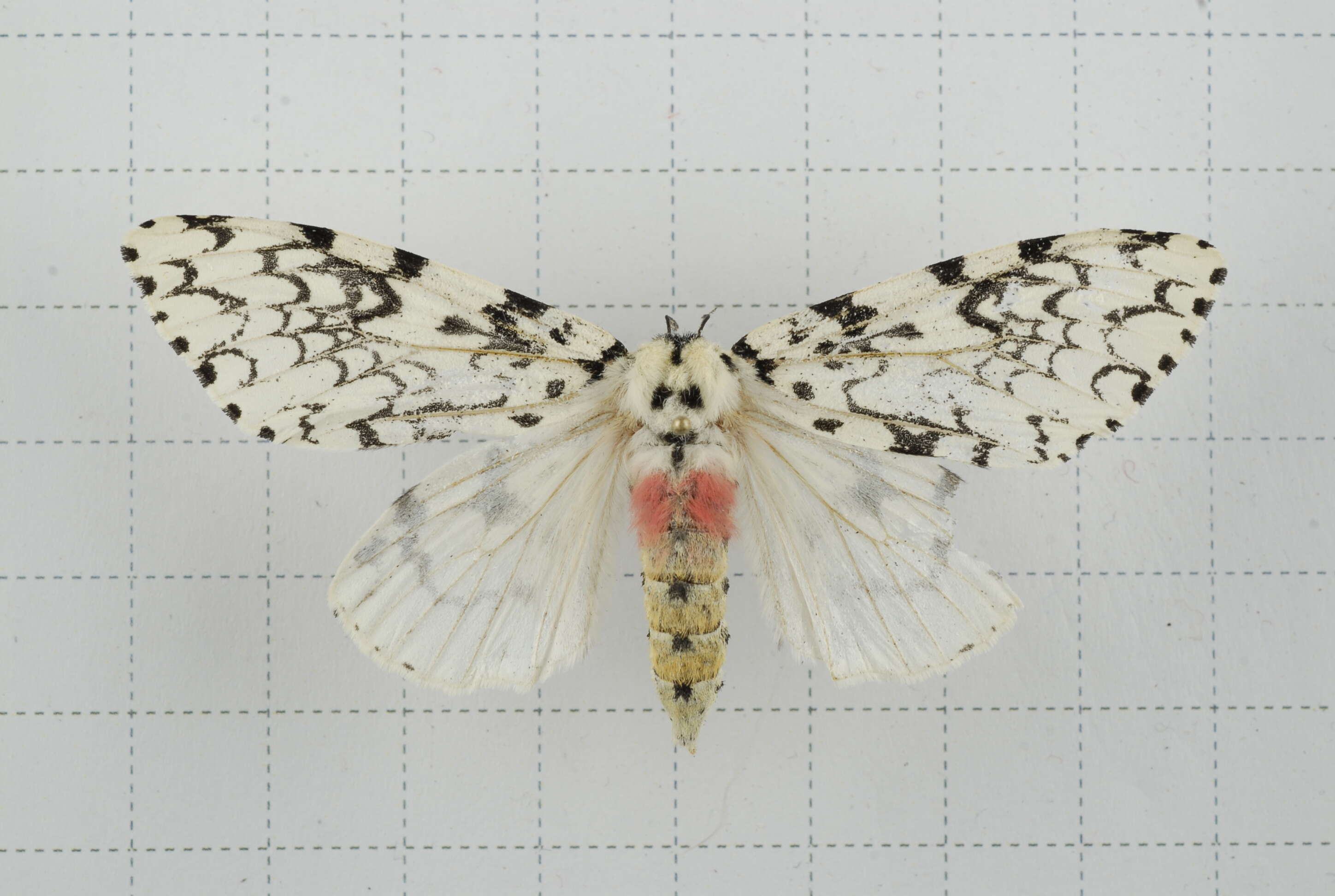 Image of Lymantria concolor Walker 1855