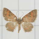 Image of Hydrelia bicauliata Prout 1914