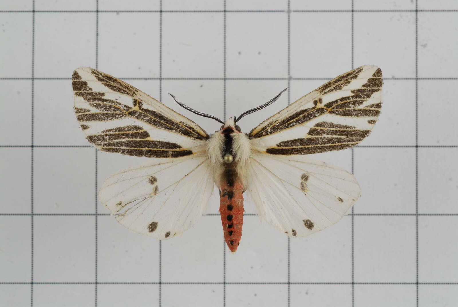 Image of Eospilarctia lewisii (Butler 1885)