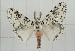 Image of Lymantria concolor Walker 1855