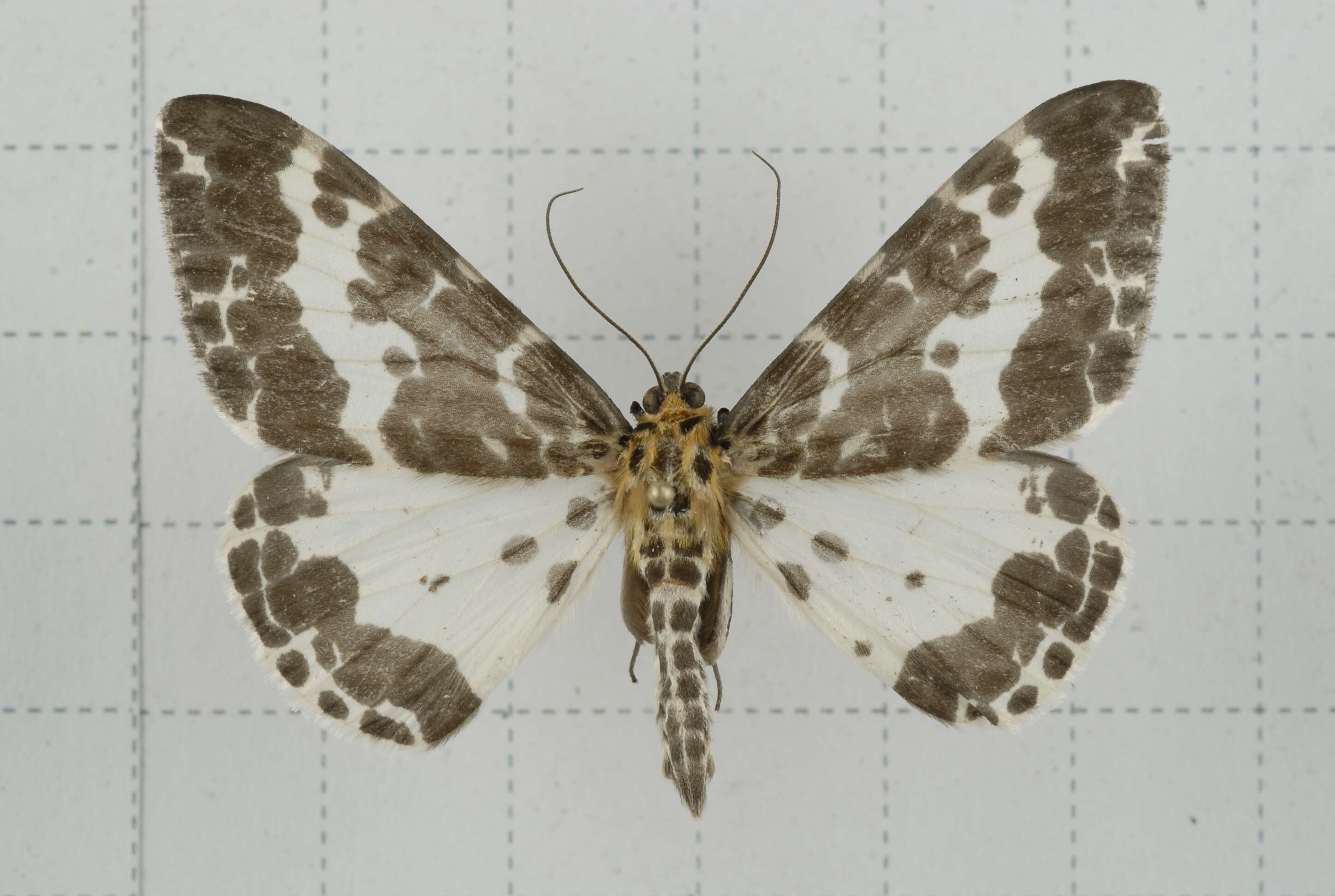 Image of Dilophodes baria