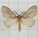 Image of Lymantria serva Fabricius 1793