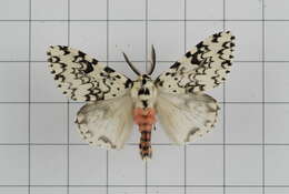 Image of Lymantria concolor Walker 1855