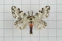 Image of Lymantria concolor Walker 1855