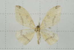 Image of Heterolocha biplagiata Bastelberger 1909