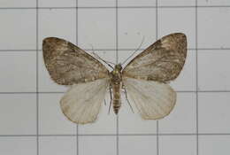 Image of Dysstroma fumata Bastelberger 1911