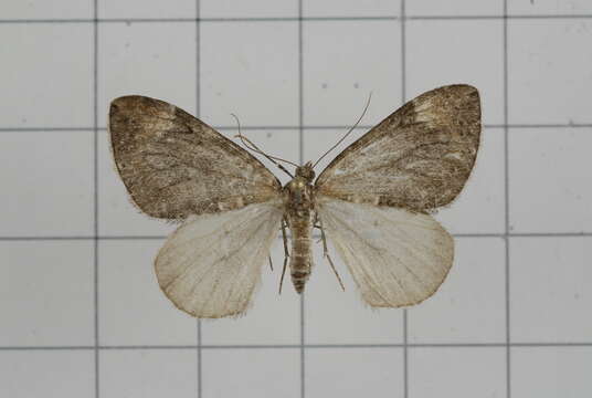 Image of Dysstroma fumata Bastelberger 1911