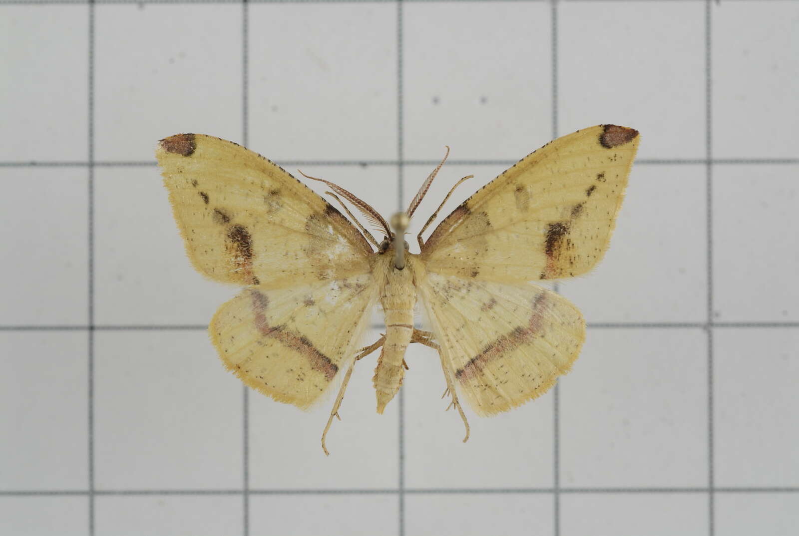 Image of Heterolocha biplagiata Bastelberger 1909