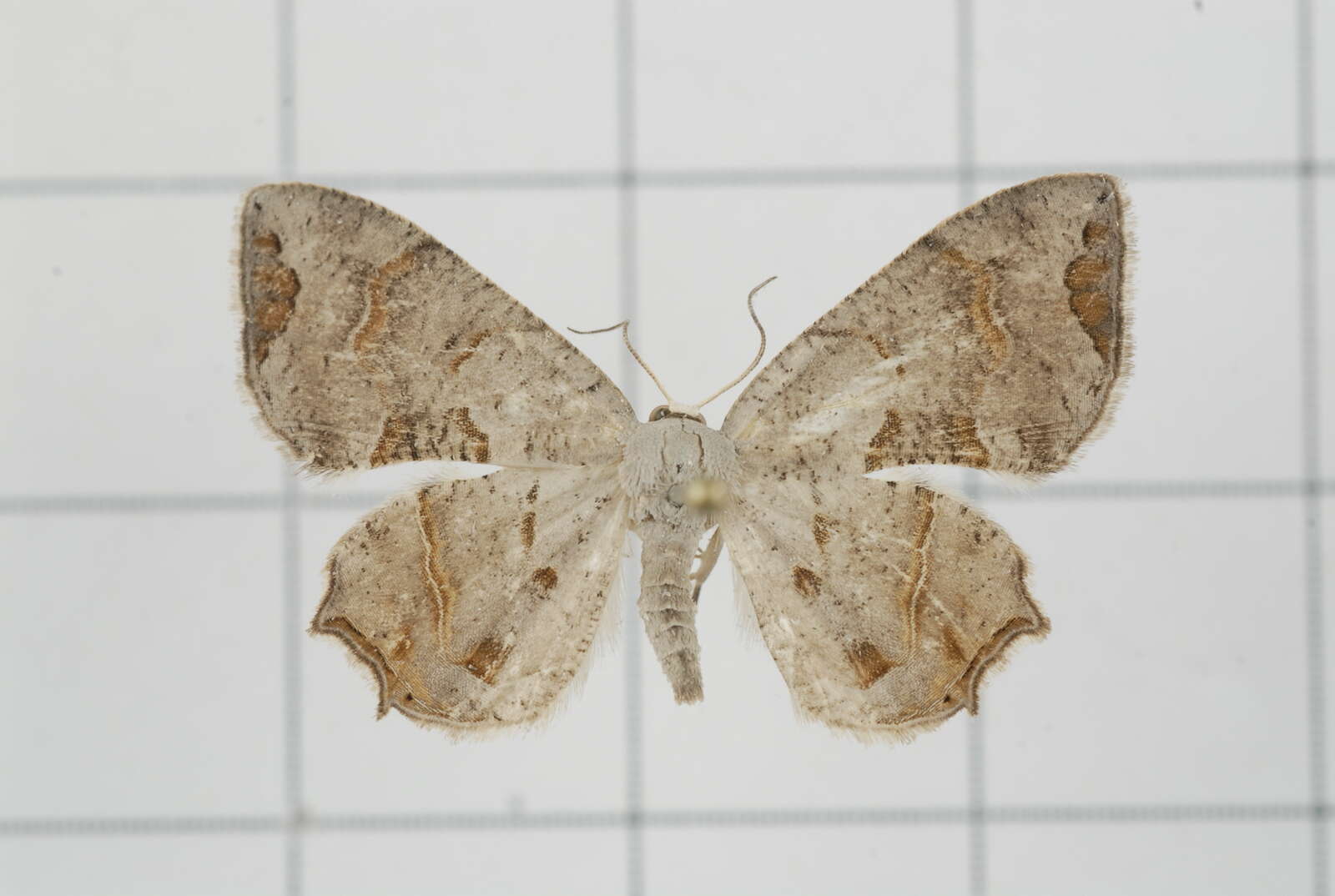 Image of Epiplema oyamana Matsumura 1931