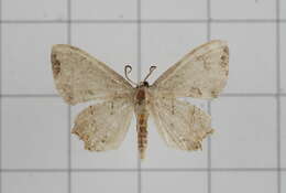 Image of Epiplema oyamana Matsumura 1931