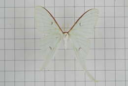 Image of Actias neidhoeferi Ong & Yu 1968