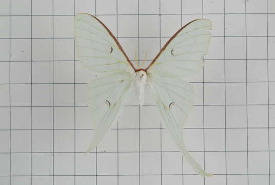 Image of Actias neidhoeferi Ong & Yu 1968