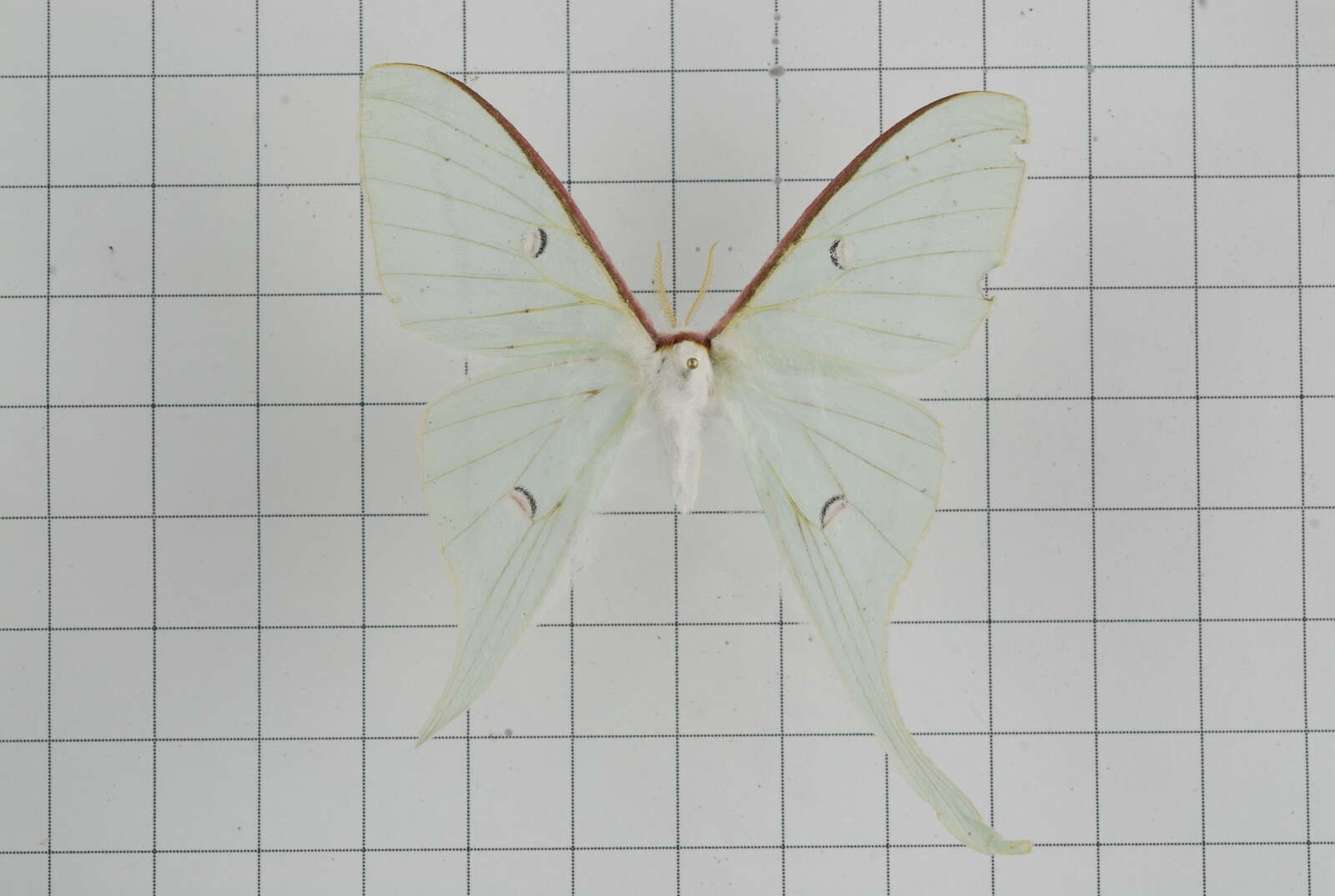 Image of Actias neidhoeferi Ong & Yu 1968