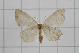 Image of Epiplema oyamana Matsumura 1931