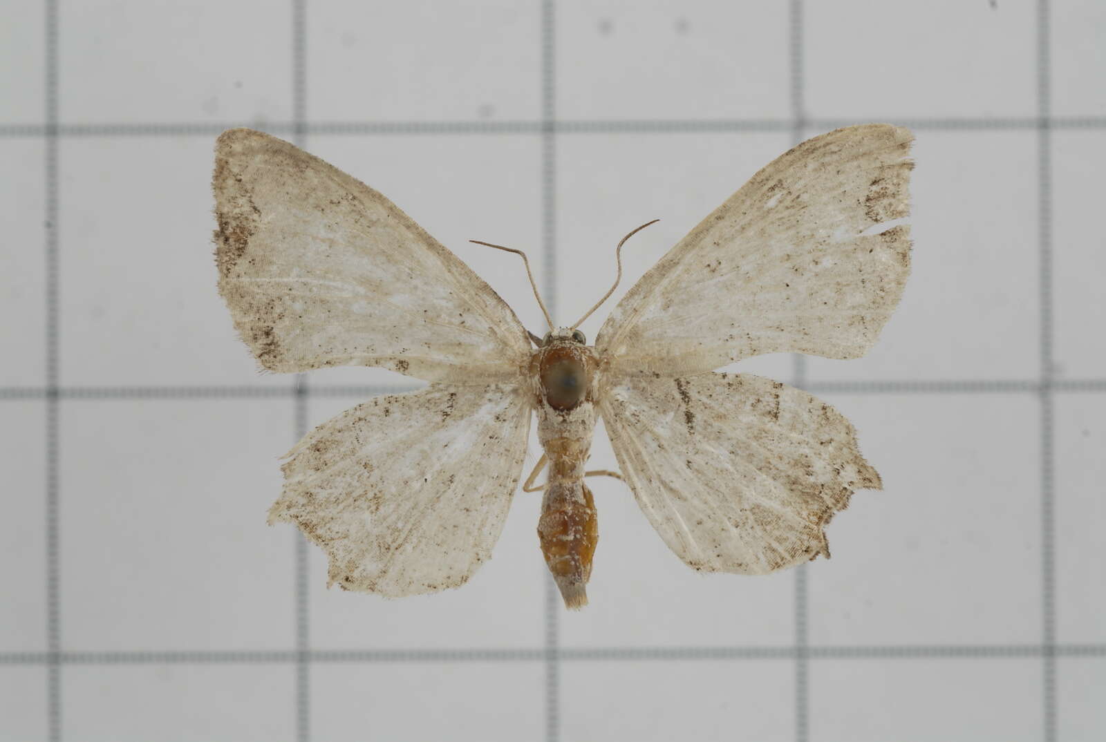 Image of Epiplema oyamana Matsumura 1931