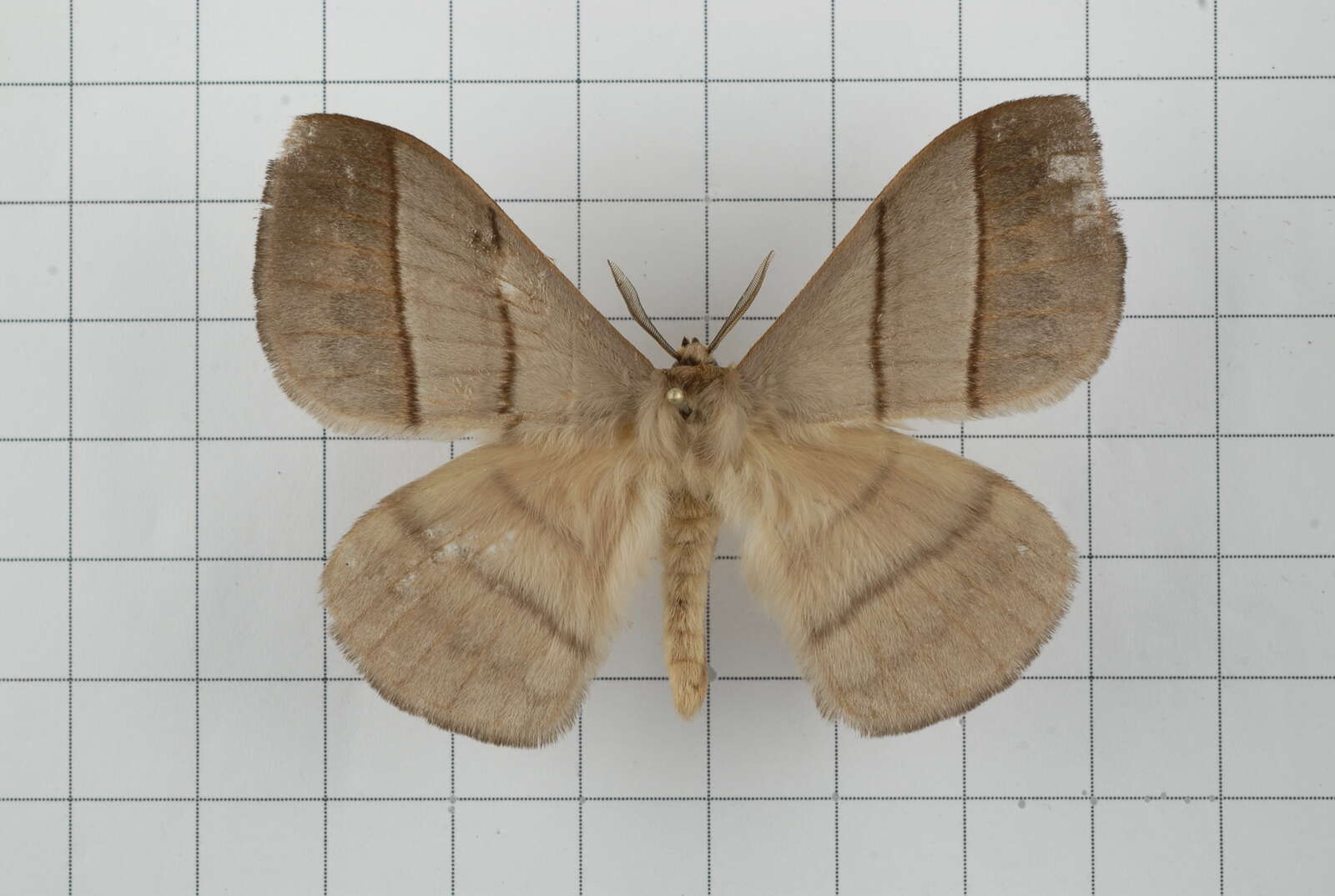 Image of Palirisa cervina (Moore (1866))