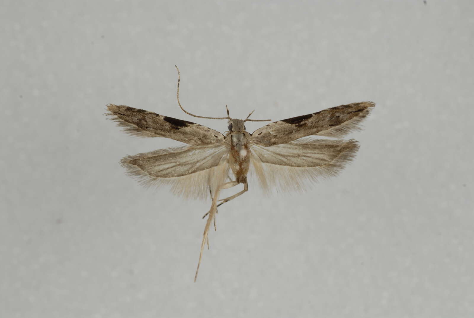 Image of Hypatima rhomboidella Linnaeus 1758