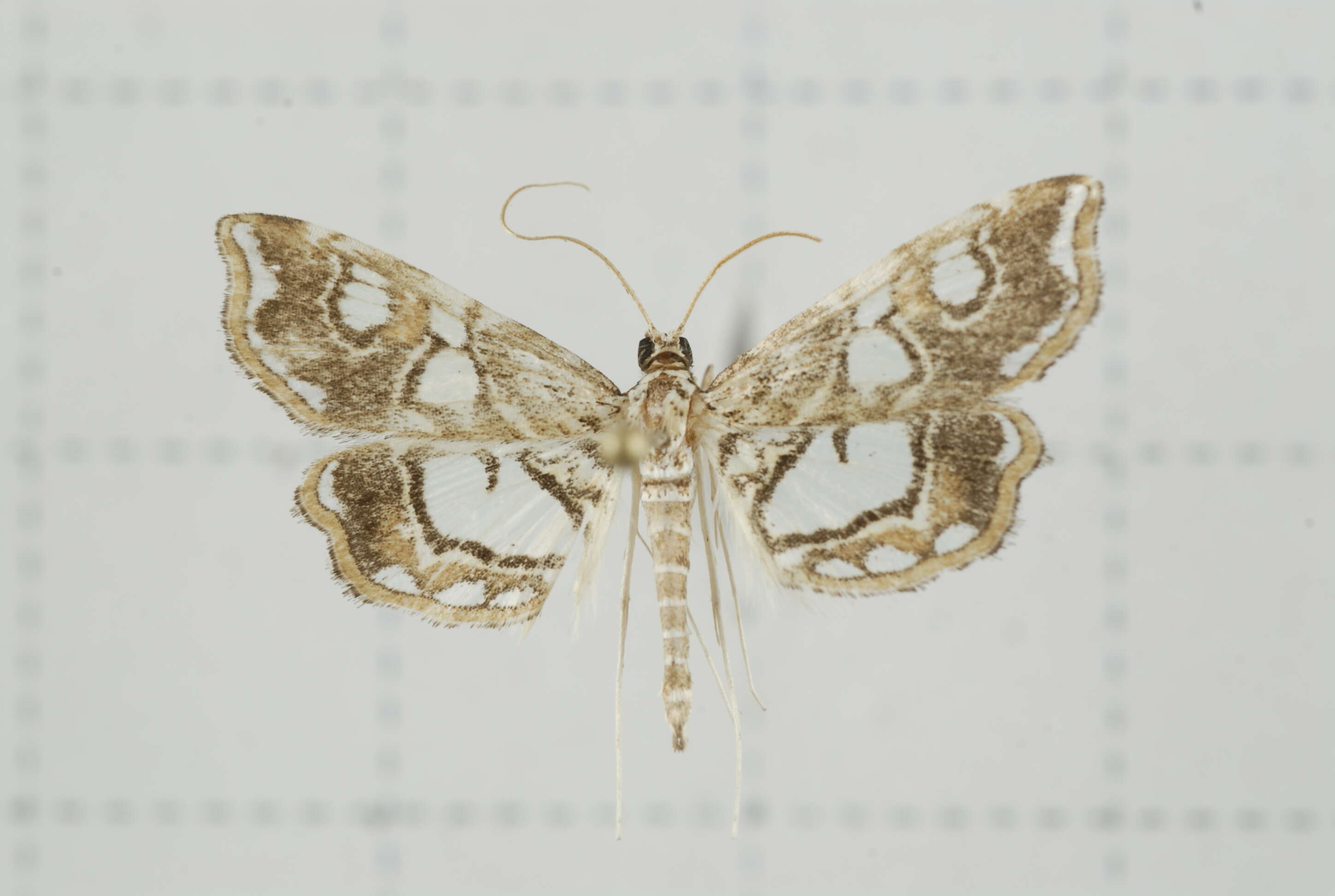 Image of Paracymoriza