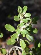 Image of Monro's Ragwort