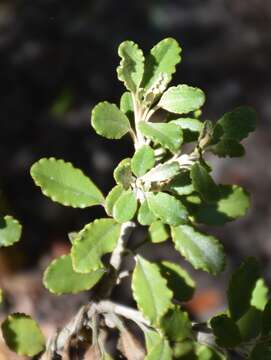 Image of Monro's Ragwort