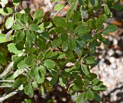 Image of Monro's Ragwort