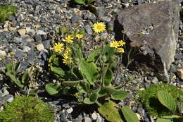 Image of Brachyglottis lagopus (Raoul) B. Nord.