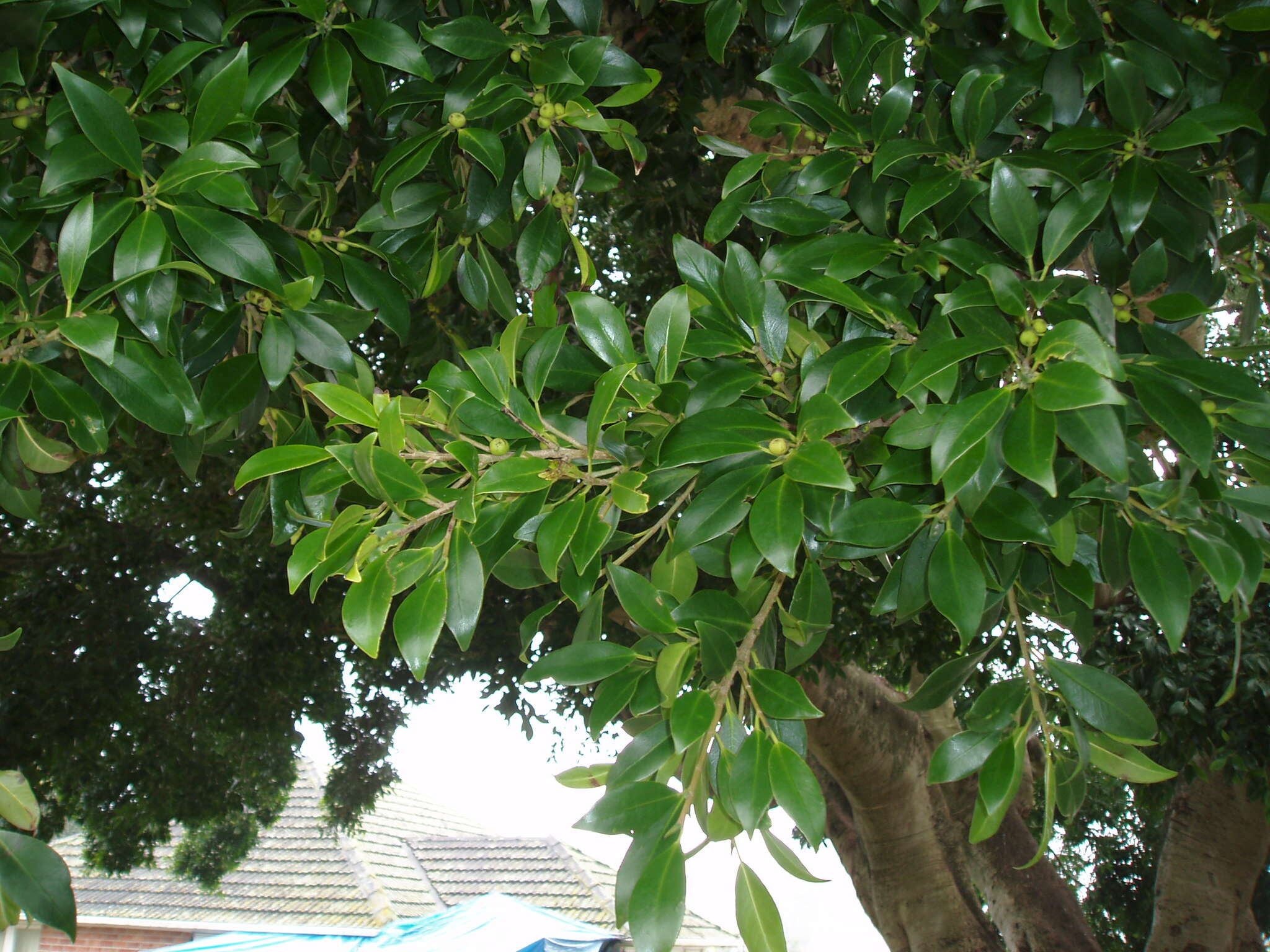 Image of Port Jackson fig