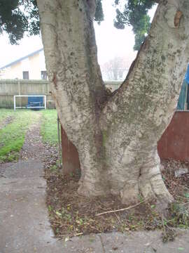 Image of Port Jackson fig