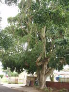 Image of Port Jackson fig