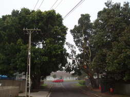 Image of Port Jackson fig