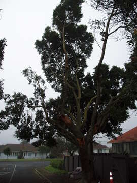 Image of Port Jackson fig