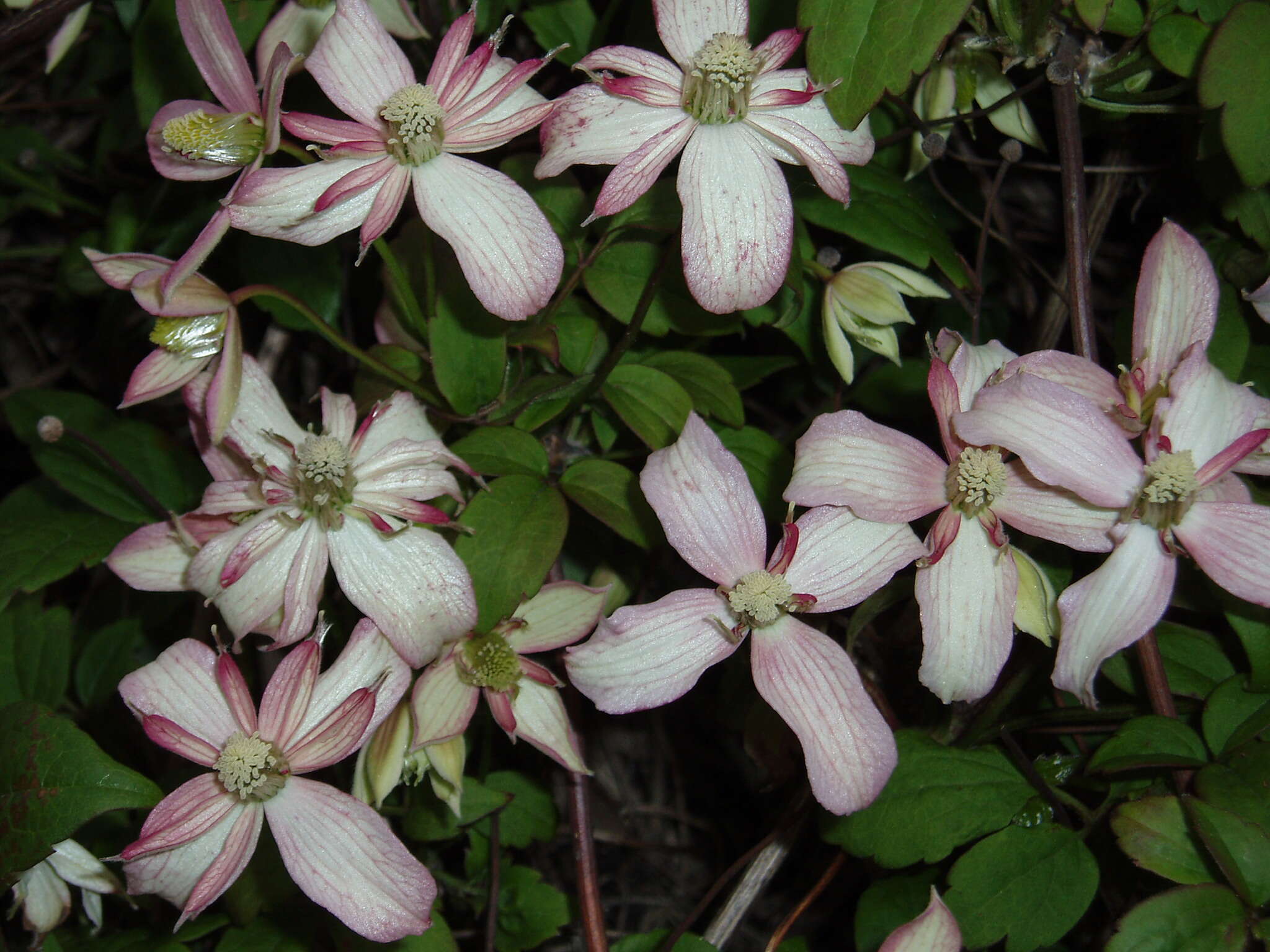 Image of Himalayan Clematis