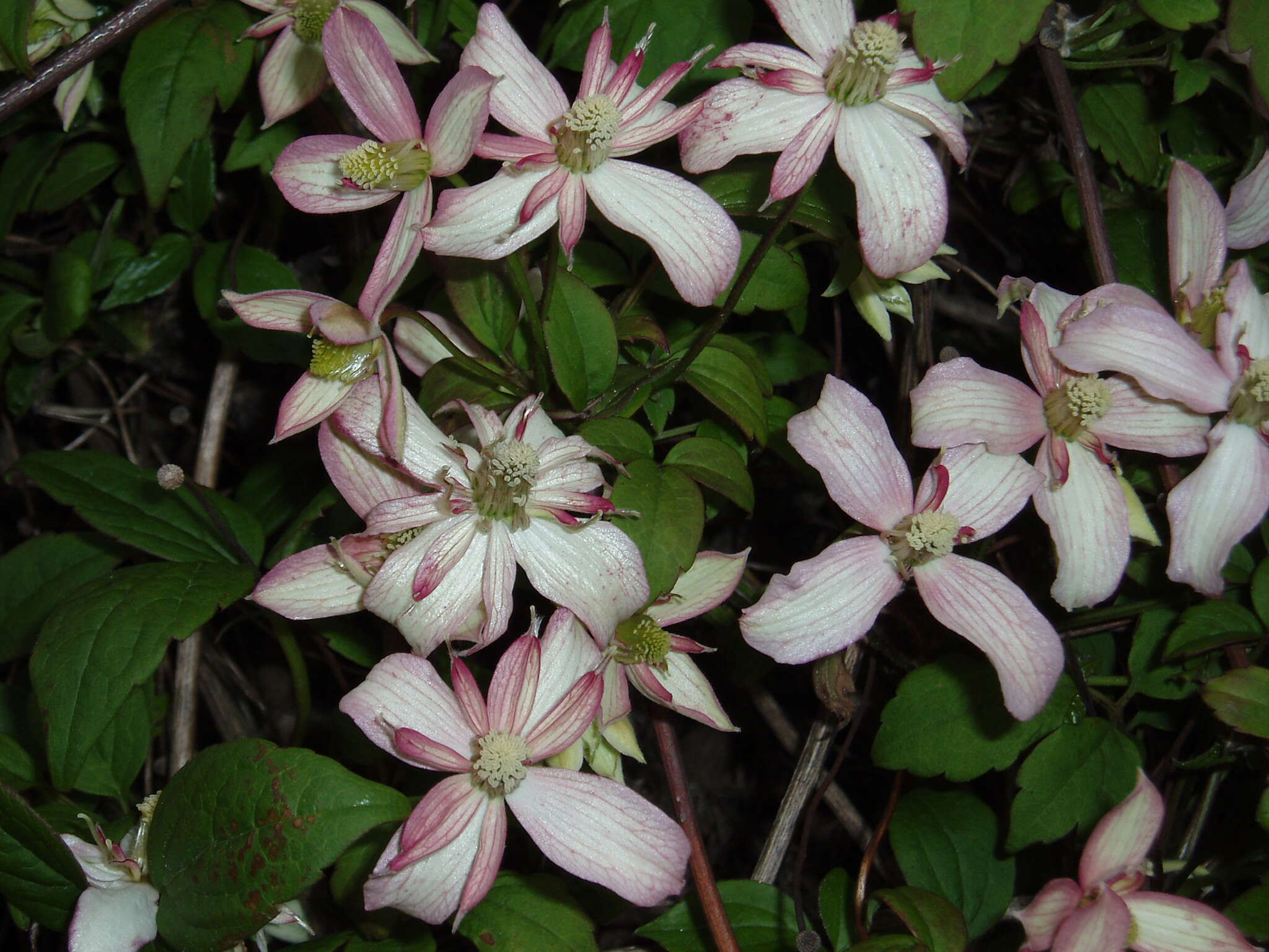 Image of Himalayan Clematis