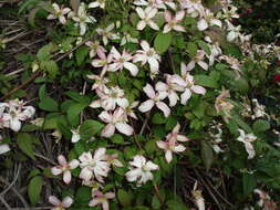 Image of Himalayan Clematis