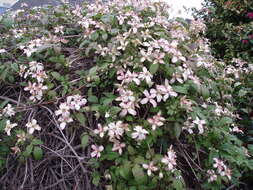 Image of Himalayan Clematis