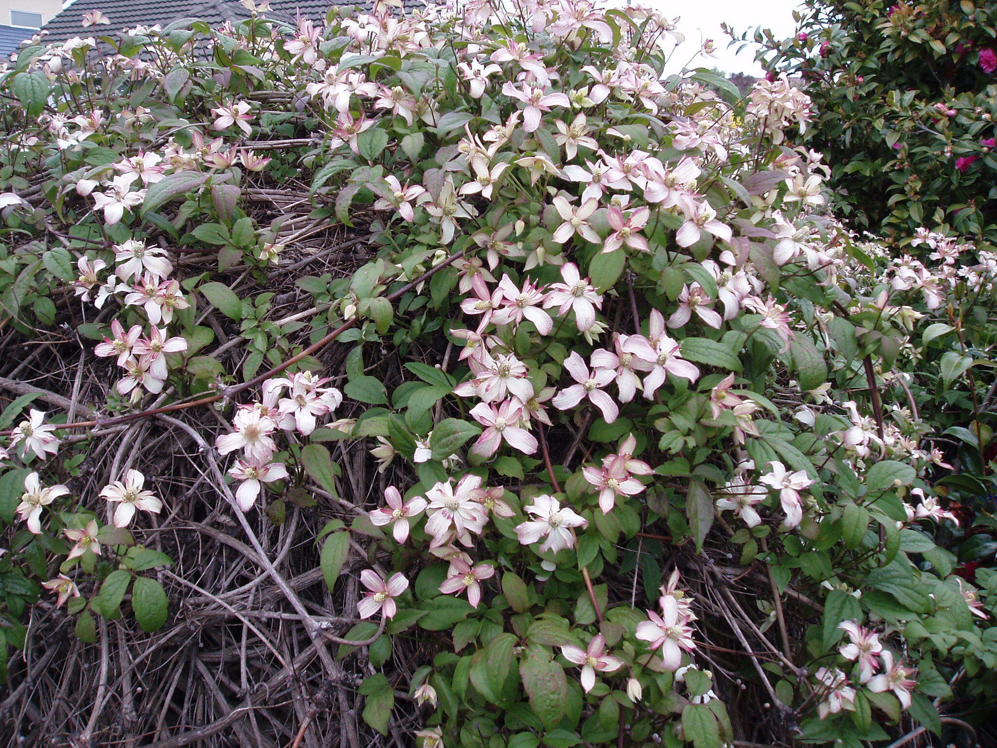 Image of Himalayan Clematis