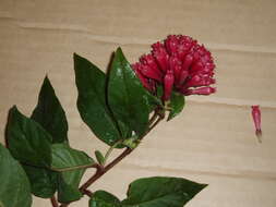 Image of purple cestrum